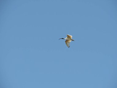 Avustralya beyaz aynaları mavi gökyüzü arka planında uçuyor