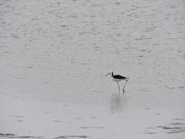 Kara kanatlı stilt alçak gelgitte nehirde yürüyor