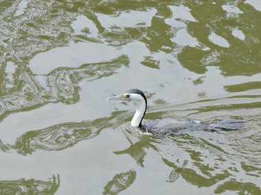 Pied karabatağı nehirde yüzüyor.