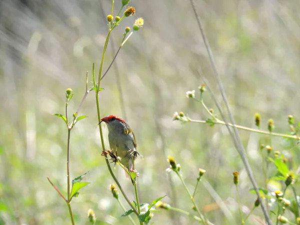 Burung Pipit Beralis Merah Memakan Duri Bidens Pilosa — Stok Foto