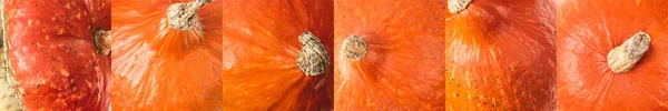 Collage de citrouille naturelle orange mûre — Photo de stock