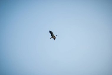 Gün batımı doğa ve uçan leylek. Günbatımı renkleri doğa arka plan