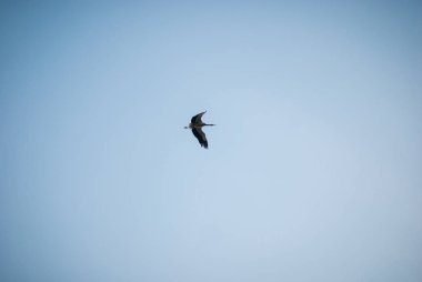 Gün batımı doğa ve uçan leylek. Günbatımı renkleri doğa arka plan