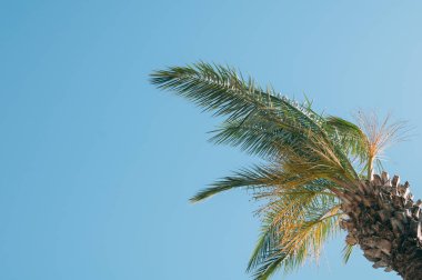 Hindistan cevizi ağaçları ve yumuşak bir odak ve arka planda ışık üzerinde güzel bir gökyüzü