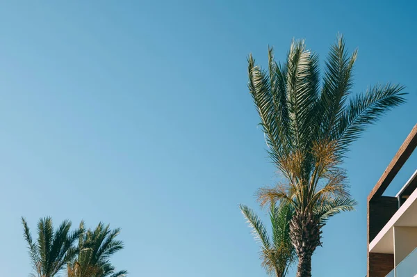 Kokospalmer Bygning Vakker Himmel Med Mykt Fokus Lyset Bakgrunnen – stockfoto