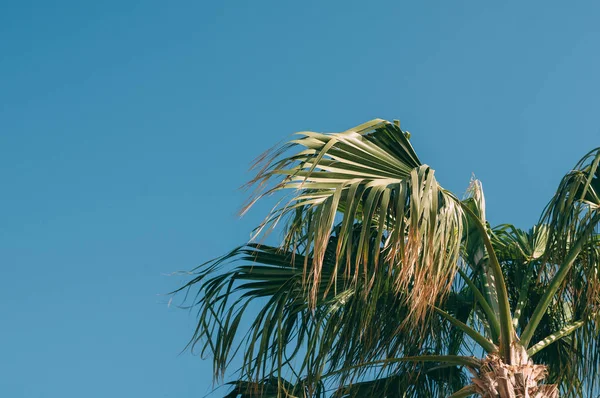 Kokospalmen Een Mooie Hemel Met Een Zachte Focus Boven Het — Stockfoto