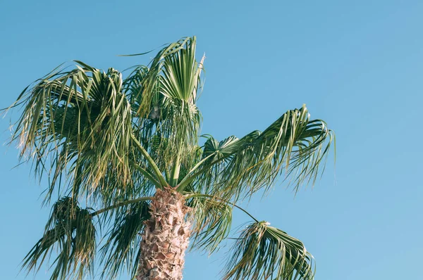 Kokospalmen Een Mooie Hemel Met Een Zachte Focus Boven Het — Stockfoto