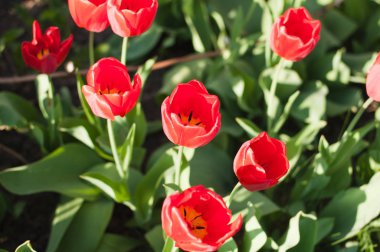 Evin yanında kırmızı lale grubu. Bahar manzara.