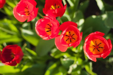 Evin yanında kırmızı lale grubu. Bahar manzara.