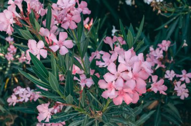 Doğada pembe çiçekler grubu. Yaz. Hollanda, Türkiye ve Macaristan Ulusal çiçeği