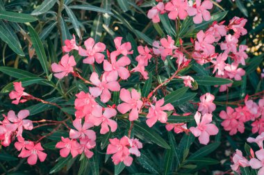 Doğada pembe çiçekler grubu. Yaz. Hollanda, Türkiye ve Macaristan Ulusal çiçeği
