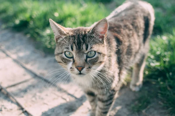 Hausgemachte grau gestromte Katze bei Sonnenuntergang. die Katze blickt auf und auf. gelb-grün verschwommener Hintergrund mit Kreisen. Katze aus nächster Nähe. Haustier in der Natur. Bokeh. Dorf, Park. Sommer — Stockfoto