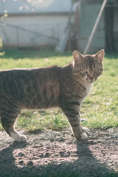 Hausgemachte grau gestromte Katze bei Sonnenuntergang. die Katze blickt auf und auf. gelb-grün verschwommener Hintergrund mit Kreisen. Katze aus nächster Nähe. Haustier in der Natur. Bokeh. Dorf, Park. Sommer — Stockfoto