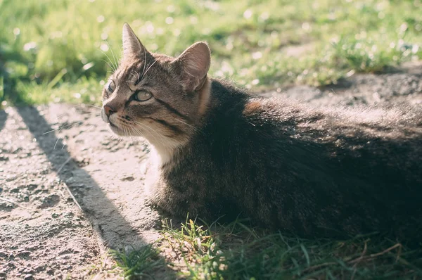 Hausgemachte grau gestromte Katze bei Sonnenuntergang. die Katze blickt auf und auf. gelb-grün verschwommener Hintergrund mit Kreisen. Katze aus nächster Nähe. Haustier in der Natur. Bokeh. Dorf, Park. Sommer — Stockfoto