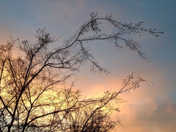 Amazing sunset sunrise over tree — Stock Photo, Image