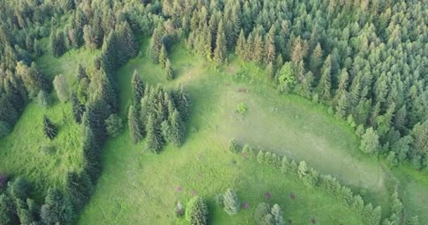 Drone View Cárpatos Montañas Hermosa Naturaleza Ucrania Paisaje Aéreo Nublado — Vídeo de stock