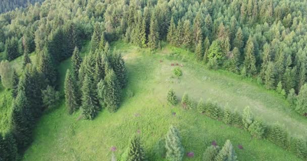 Drone Widok Karpat Piękna Przyroda Ukrainy Pochmurny Krajobraz Powietrzny Zachód — Wideo stockowe