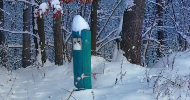 Snowy Сфери Україна Взимку Помаранчевим Рожевим Небом Людина Камерою — стокове відео