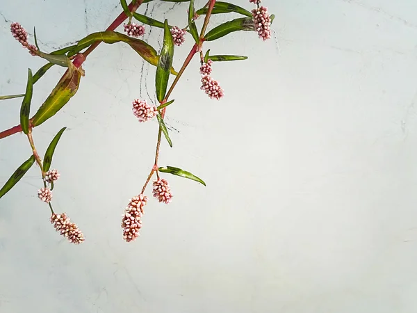 Háttér Egy Virágos Növény Jogdíjmentes Stock Képek
