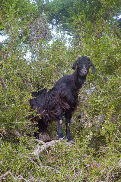 Goat Tree Branch — Stock Photo, Image