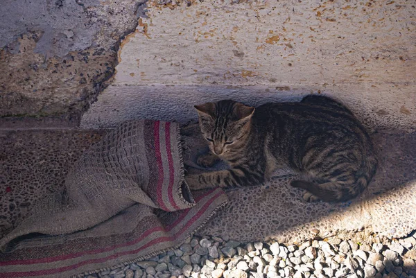 Eine Katze Versteckt Sich Schatten Eines Alten Hauses — Stockfoto