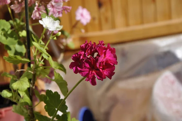 yaz terasında güzel pembe çiçek
