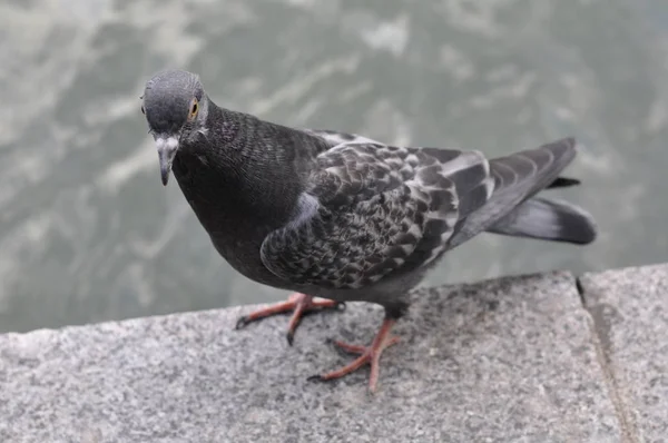 Pombo Cinzento Junto Água — Fotografia de Stock