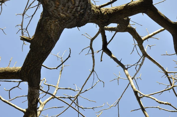 Ξηρό Δέντρο Ενάντια Στον Ουρανό — Φωτογραφία Αρχείου