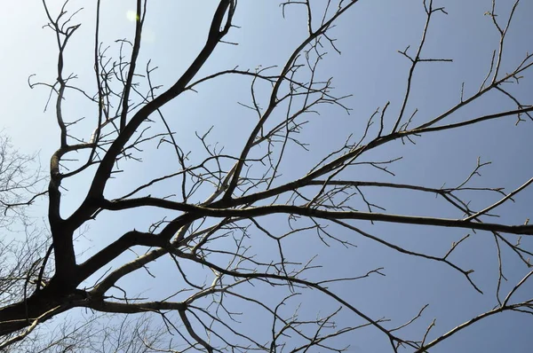 Mavi Gökyüzü Sonbahar Ağacı — Stok fotoğraf
