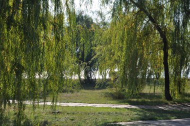 Denizde mutlu bir yaz.