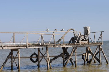 Denizdeki bir köprüde oturan martılar