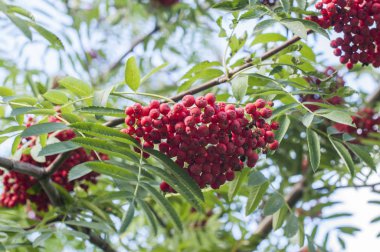 Gökyüzünde yeşil yaprakları olan kırmızı dağ külleri