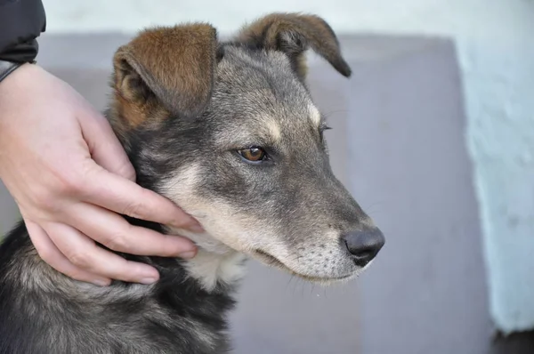 Adam üzgün bir köpeği okşuyor.