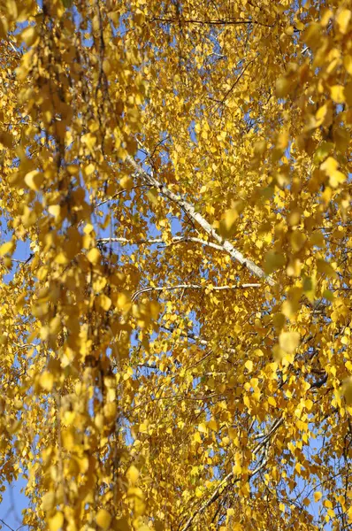 Złote Liście Tle Błękitnego Nieba Jesień — Zdjęcie stockowe