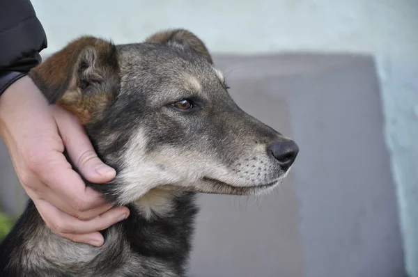 Sokak köpeği, kırma bir köpek ve insan eli. Köpekler için bir barınak. Metin için alanı kopyala