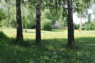 Huş grove gün güneşli yaz