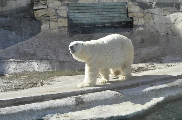 Oso Polar Zoológico —  Fotos de Stock