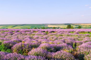 Mavi gökyüzü ile gün batımında lavanta tarlaları. Güzel manzara.
