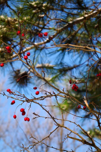 Branches with rosehip berries on a background of pine and blue sky. Forest landscape. — Stock Photo, Image