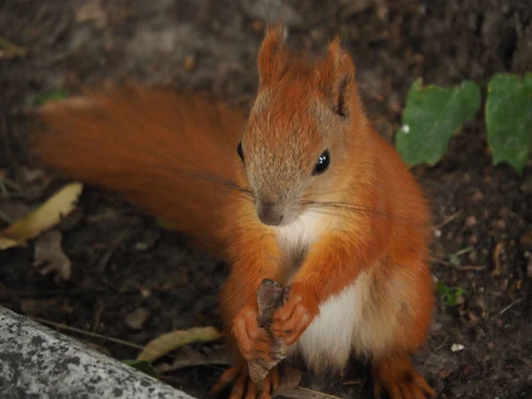 A parkban a földön mókus — Stock Fotó