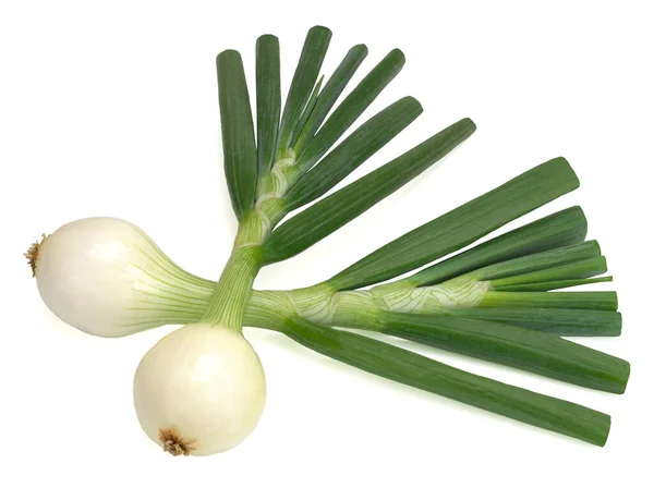 Cipolla napiforme giovane isolata su fondo bianco — Foto Stock