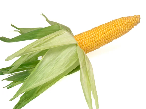 Вухо кукурудзи ізольовано на білому тлі — стокове фото
