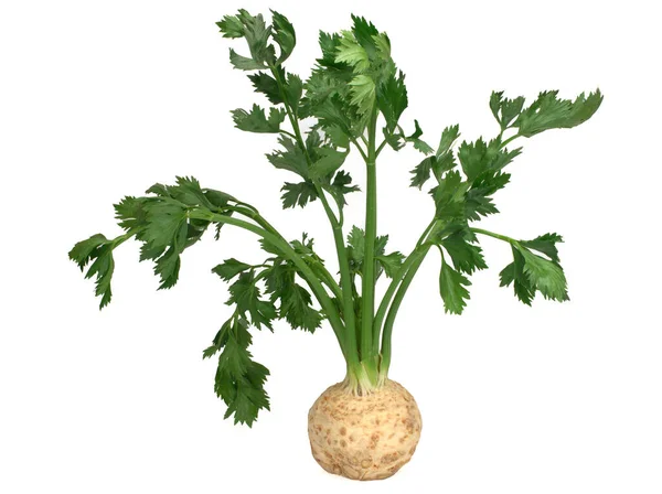 Fresh celery root with leaf isolated on white background — Stock Photo, Image