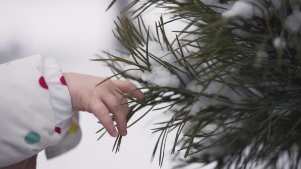 在冬季公园里, 一只婴儿手触摸冷杉树的特写镜头, 全高清 — 图库视频影像
