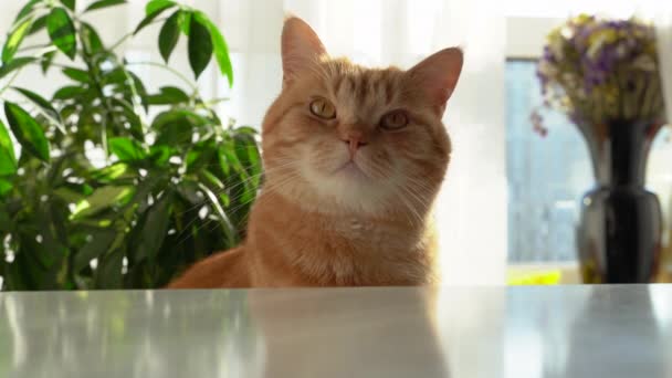 Un gato jengibre se sienta cerca de la mesa en casa — Vídeos de Stock