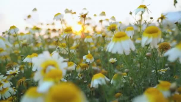 Een kind houdt een Daisy en kijkt naar de bloemen, een klein kind wordt gehouden door moeder, een zonsondergang, Slow-Motion — Stockvideo