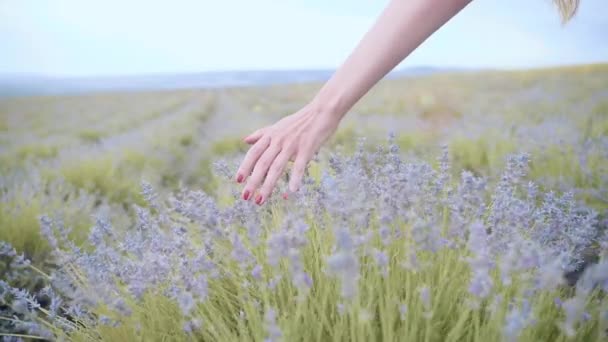 Bella mano femminile con una manicure tiene i fiori di lavanda nel campo — Video Stock