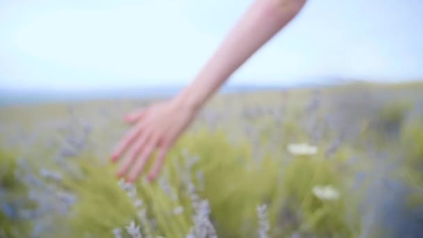 Lassú mozgás közelről: piros körömlakk megható lila virágok gyönyörű levendula területén — Stock videók