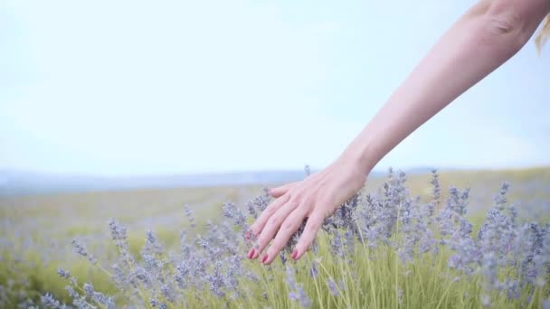 Close-up de mulheres mão correndo através do campo de lavanda. Baleado estabilizado SLOW MOTION 120 fps. Meninas mão tocando flores de lavanda roxo . — Vídeo de Stock