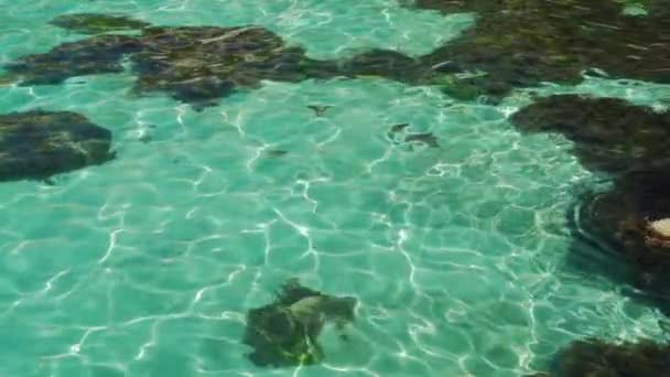 View on crystal water in ocean with seaweed — Stock Video